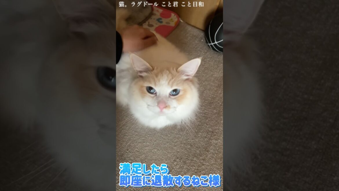 猫。満足したら即座に退散いたします！#shorts