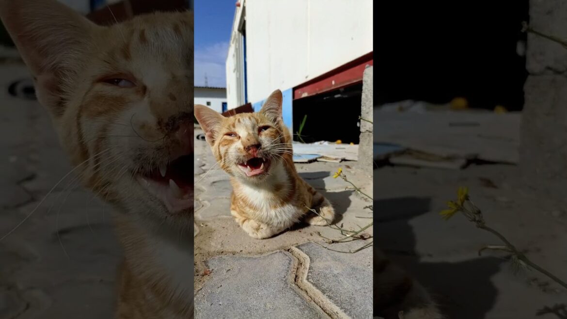 বিড়ালটি অসুস্থ 🥲😔 #cat #catvideos #varshakvd #shorts #shortvideo #catlover