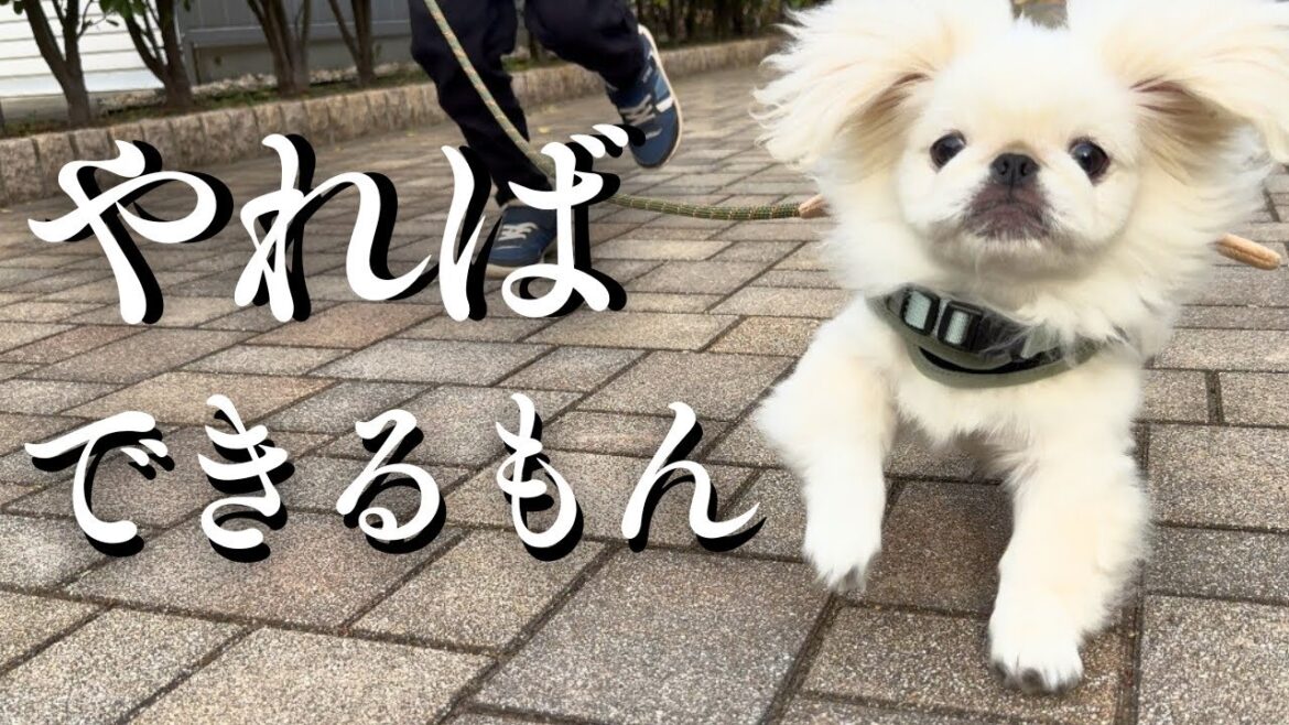 【子犬ペキニーズのお散歩リベンジ回】僕、やればできるもん！Pekinese