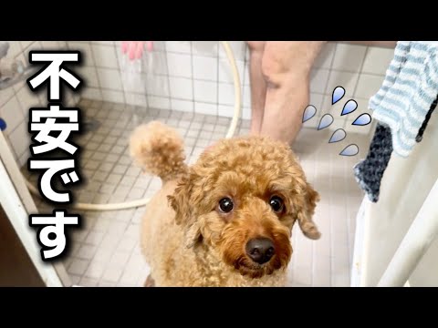 パパスが人生で初めて犬を洗ってみた結果…【トイプードル】 パパスが人生で初めて犬を洗ってみた結果…【トイプードル】