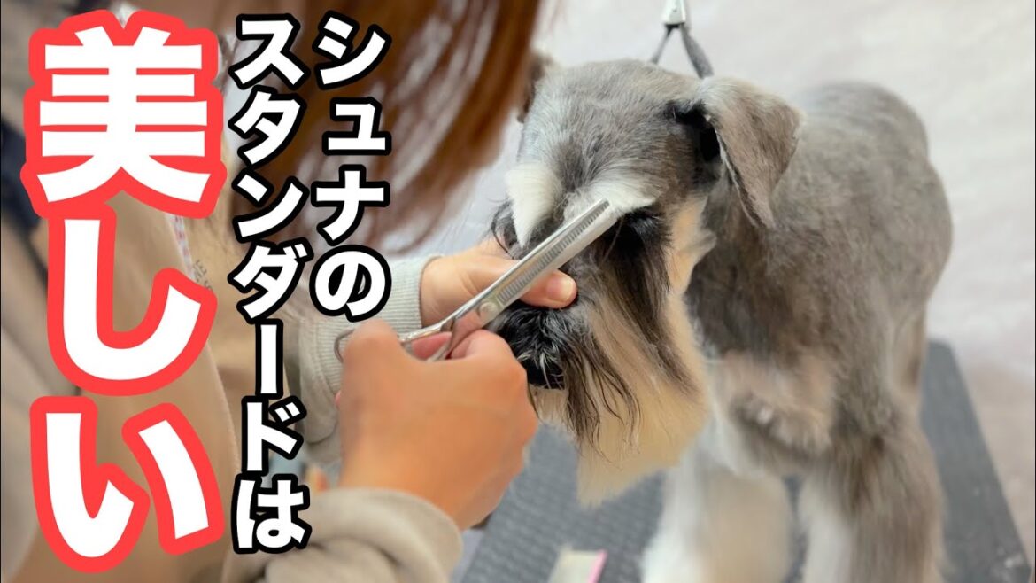 ミニチュアシュナウザーの美しいスタンダードカットの世界(バロンくん) ミニチュアシュナウザーの美しいスタンダードカットの世界(バロンくん)