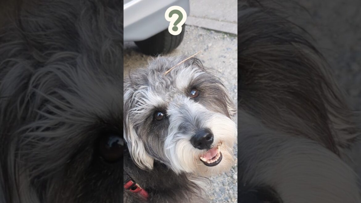どこから付いてたのそれ？ #miniatureschnauzer #schnauzer #dog #ミニチュアシュナウザー #シュナウザー #犬のいる暮らし