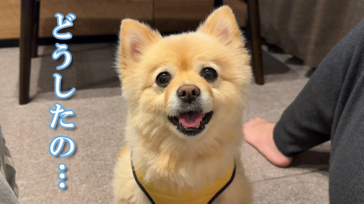 【近況報告】実家から東京に帰ってきた愛犬の様子について