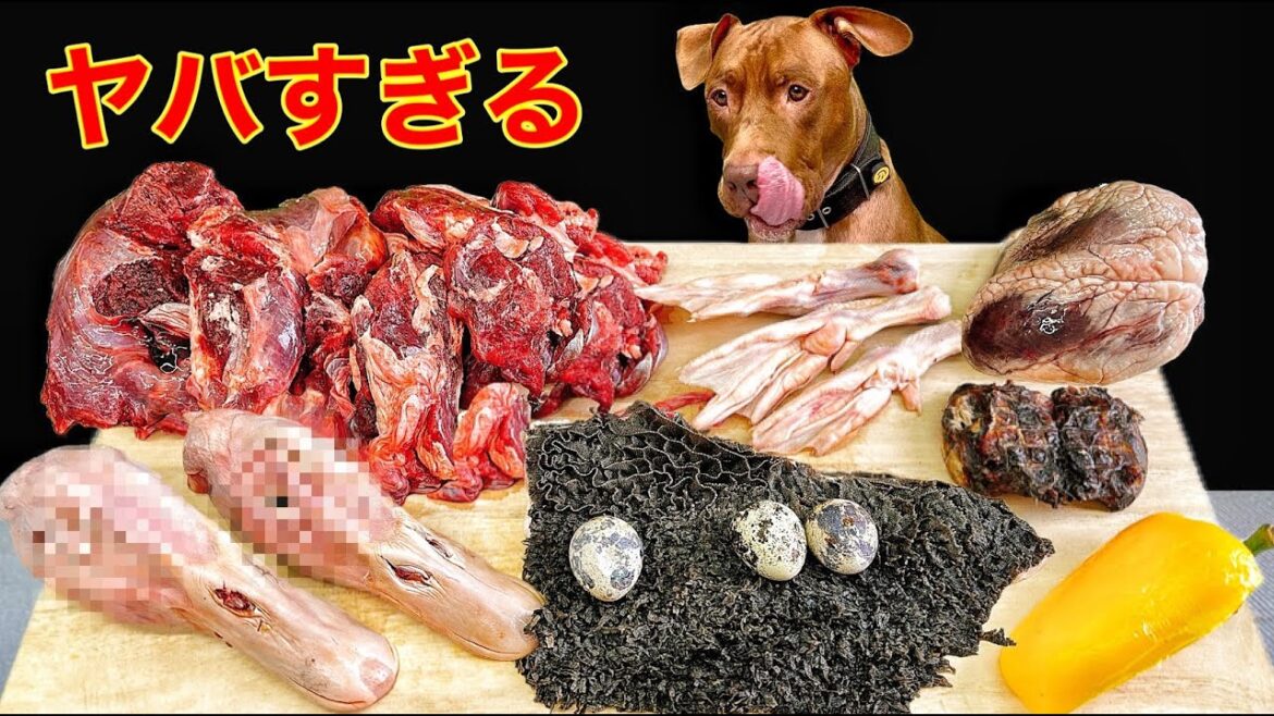 眠くなる動画!!生肉を食べるピットブルの咀嚼音が心地良すぎる 眠くなる動画!!生肉を食べるピットブルの咀嚼音が心地良すぎる