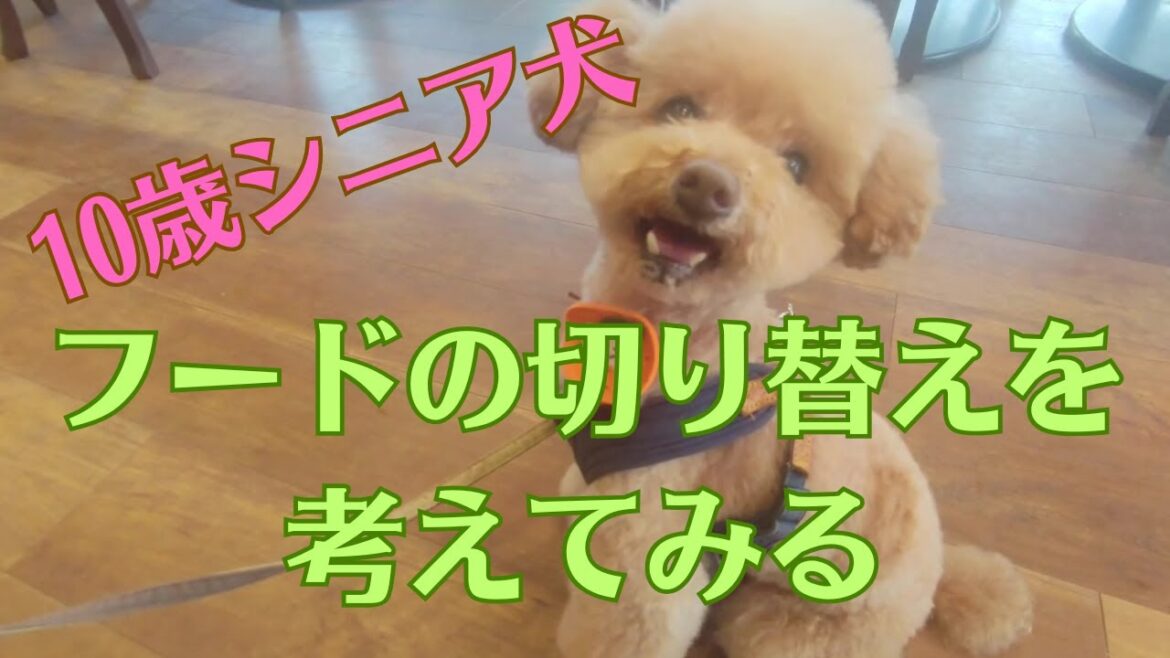 【シニア犬トイプードル】フードの切り替えを考える