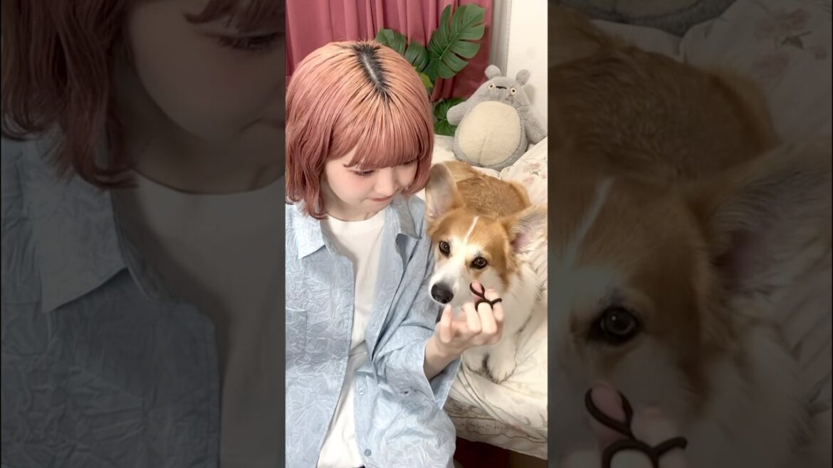 ヘアゴムチャレンジを見守るお犬🐶 part2 #tiktoktrend #コーギー #コーギーのいる暮らし