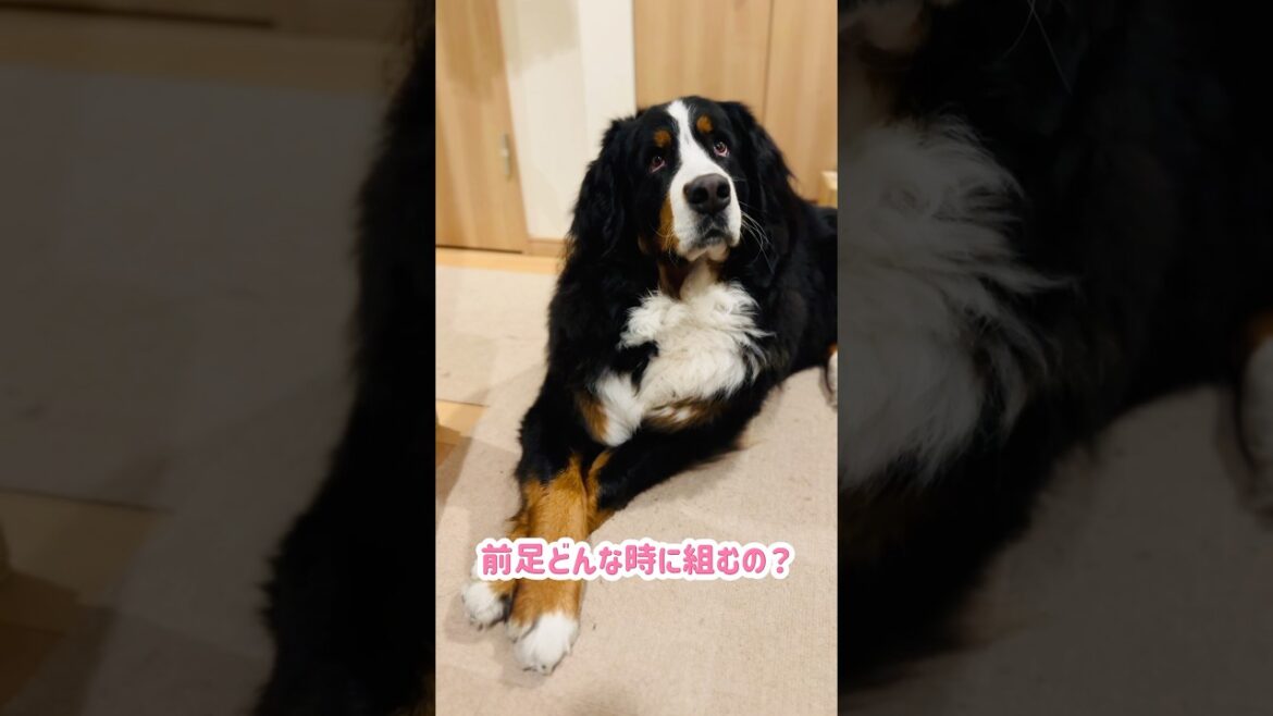 バーニーズの前足クロスのナゾ🐾考えられる3つの理由