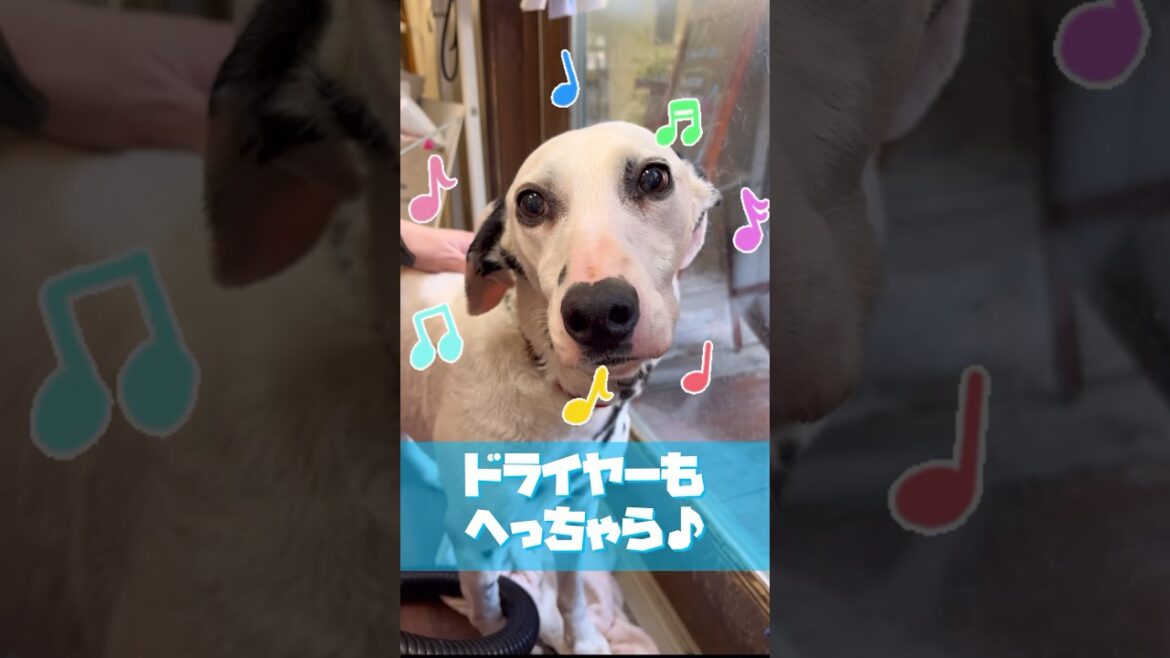 【ゴシゴシシャンプー🫧】スタッフわんこオミちゃん！#トリミング#ダルメシアン#動物病院