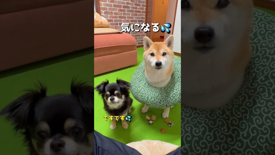 チビと作戦会議🤣🐶🎵 #柴犬 #チワワ #shorts