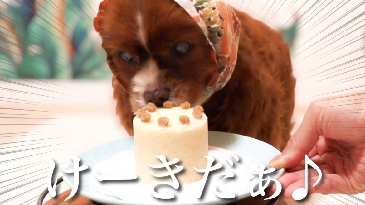 動物病院で教わった超低脂肪食レシピで手作りケーキを作ったら愛犬の反応がかわいすぎました｜うちの子記念日｜蛋白漏出性腸症