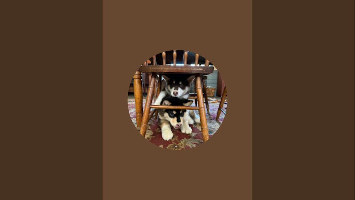 Alaskan Malamute Raven Walking Live !! #husky #dog #live #nature