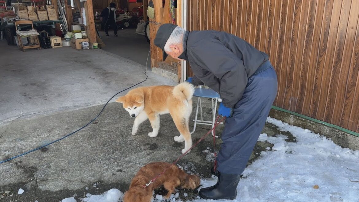 秋田犬の暮らし じいちゃんばあちゃんと過ごす幸せな日々 秋田犬の暮らし じいちゃんばあちゃんと過ごす幸せな日々