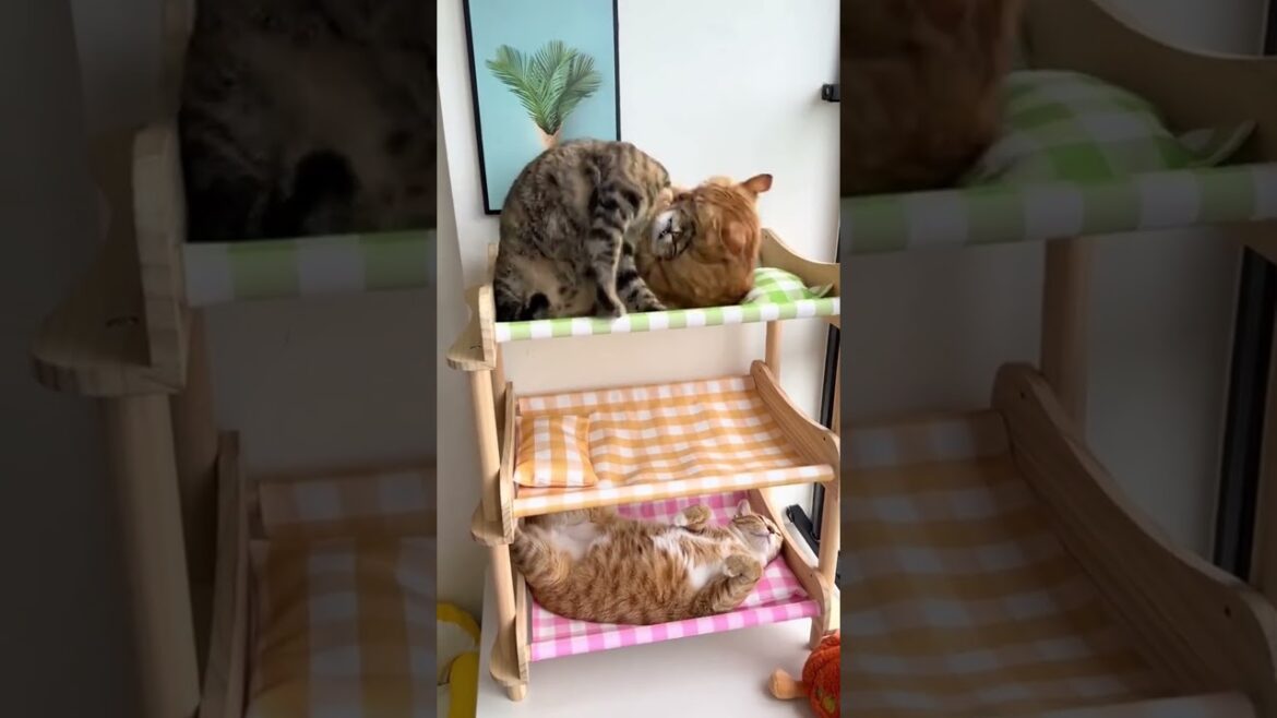 The battle for the beds, who won in the end? #cat #cutepets #funnyshorts #cute #petshub