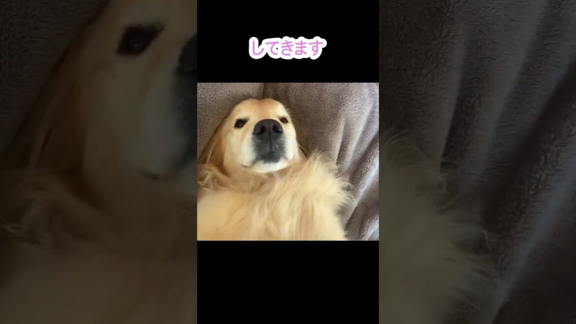 【赤ちゃんみたいな大型犬にキュン…💕ゴールデンレトリバー＃11】 #ゴールデンレトリバー #goldenretriever #犬 #大型犬 #癒し #puppy #可愛い #愛犬＃shorts