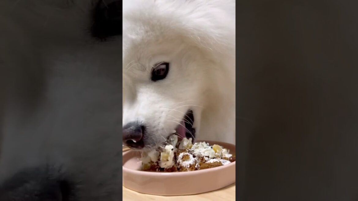ケーキを食べて目がバキバキになる大型犬笑 #サモエド  #samoyed #癒し