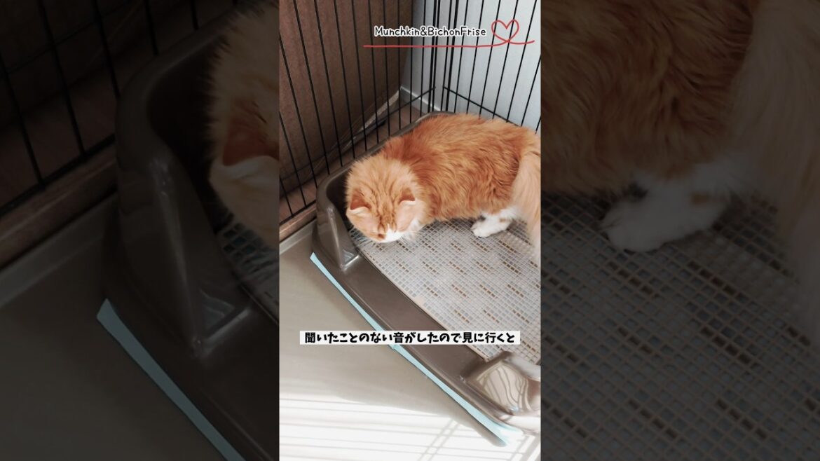 【マンチカン】同居犬のおトイレを爪研ぎに使う女王猫 【犬と猫、両方飼ってると毎日かわいい♥】