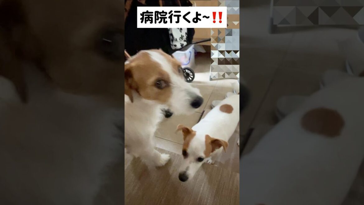 新しいバギーの乗り方🤣ジャックラッセルテリアのひまわり＆つばき【ひまチャンネル】#shorts#jackrussellterrier #犬のいる生活