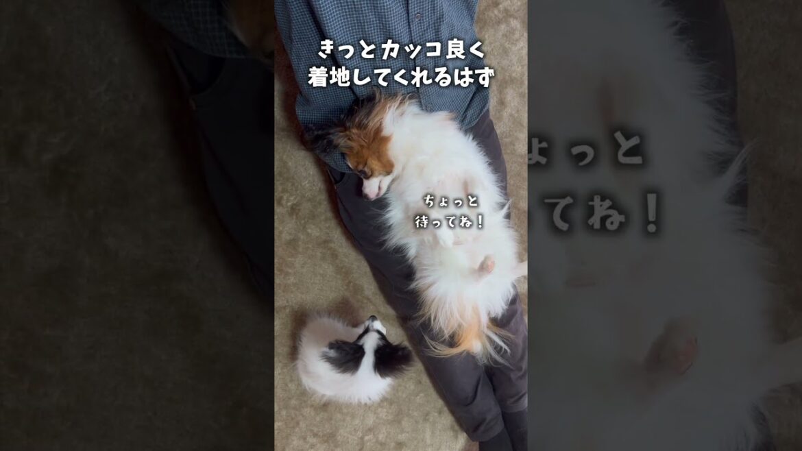 子犬に降りかかる災難②　 #パピヨン #papillon #可愛い#子犬お迎え