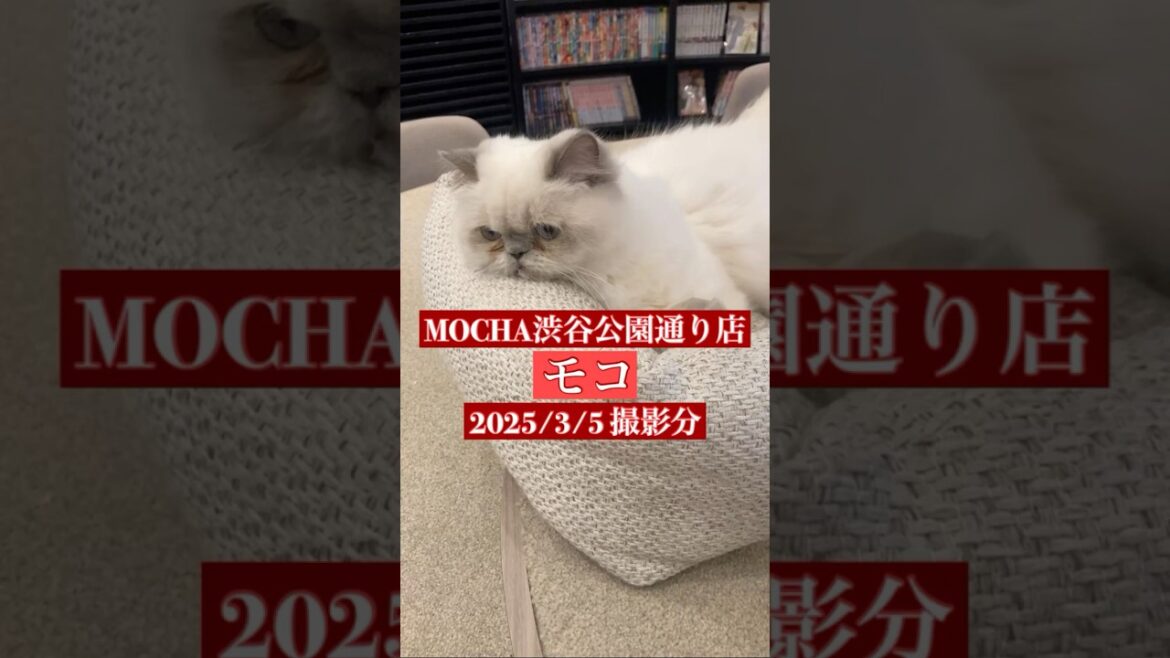 🐱モコ🐱　(ヒマラヤン♀)　猫カフェMOCHA渋谷公園通り店　2025/3/5 撮影分　#日替わり猫カフェにゃんこ　#cat #catcafe