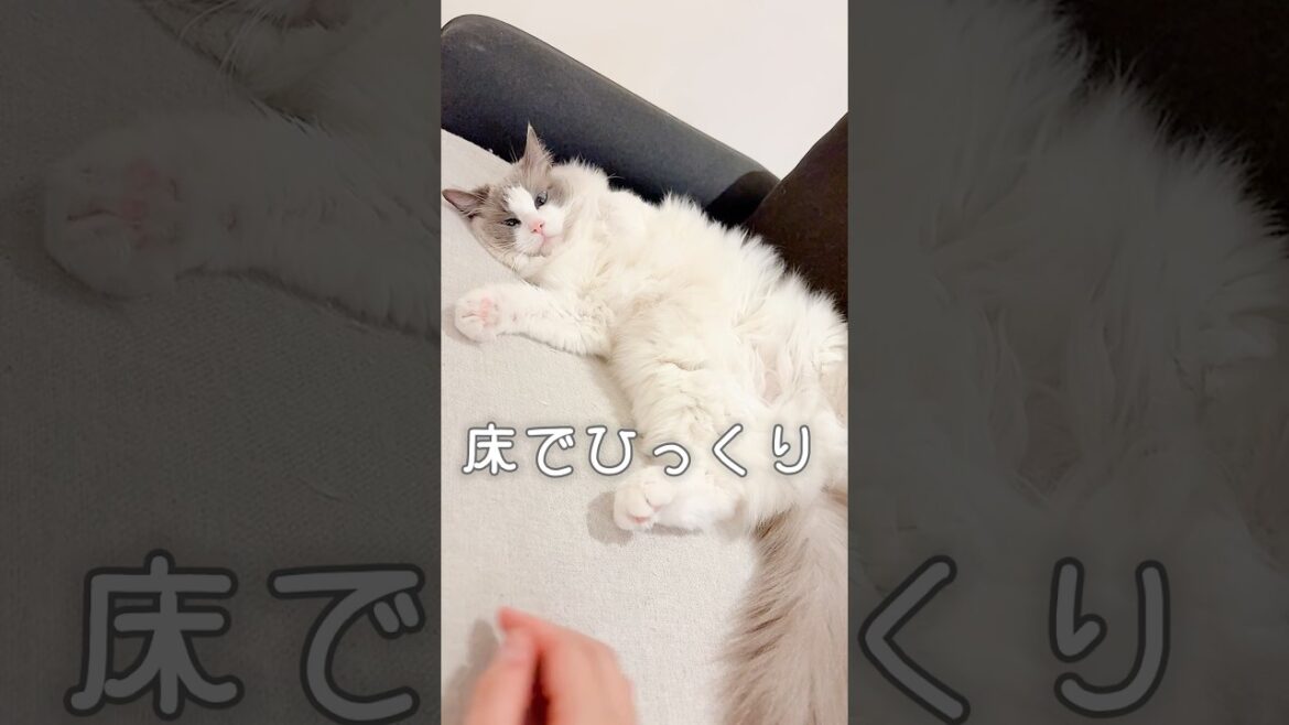 床でひっくり返ると誰でも可愛くなれるらしい #shorts #猫 #cat