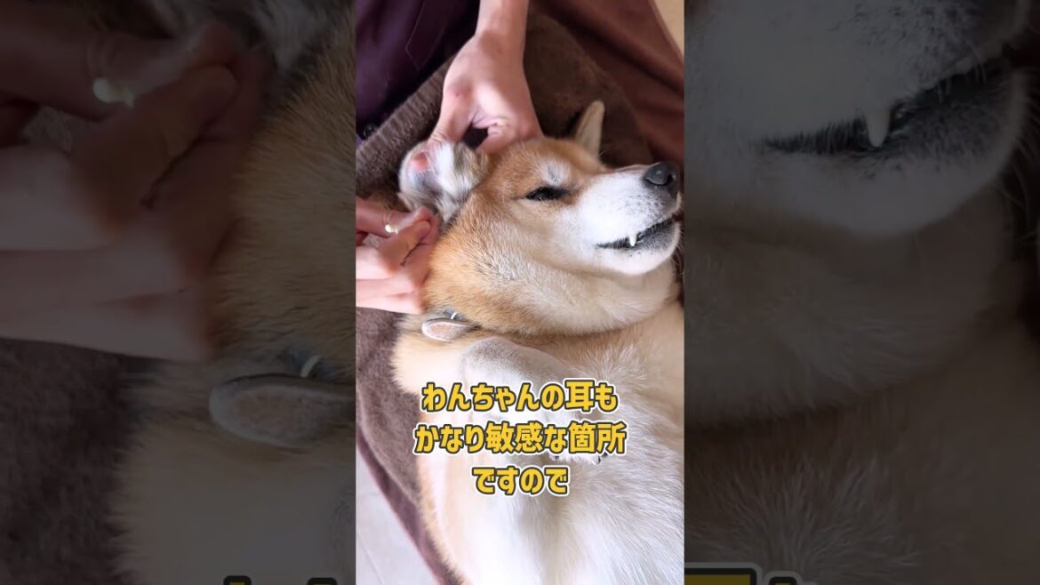 【ごっそり】耳掃除をする柴犬さん 【ごっそり】耳掃除をする柴犬さん