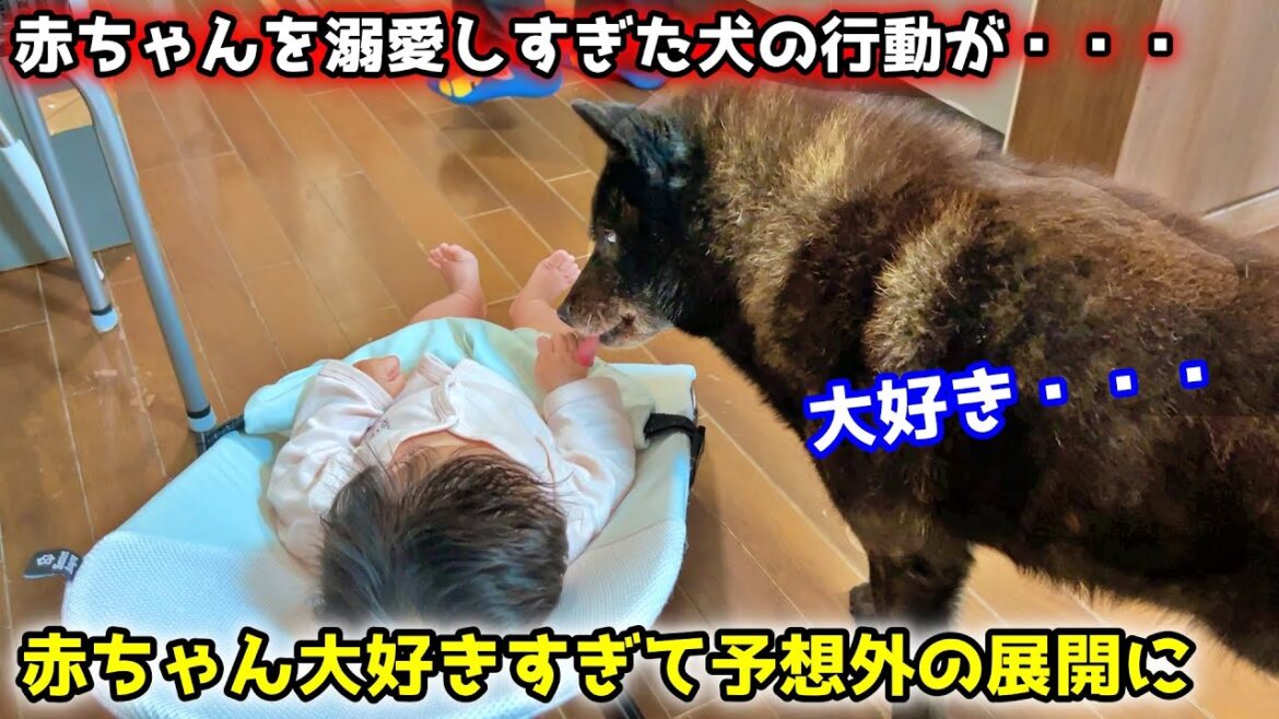 【子守り犬】赤ちゃんが居なくなって寂しい甲斐犬を癒そうとしたら、まさかの結末に・・・