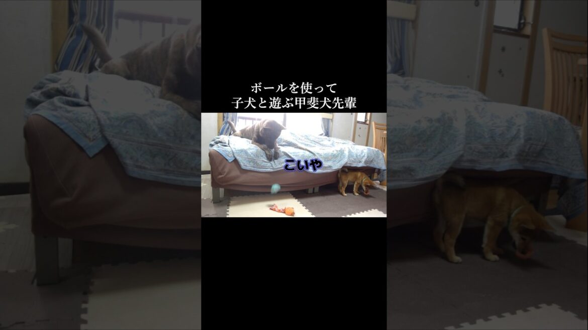 ボールの使い方が人間並みに上手な甲斐犬　#甲斐犬 #柴犬 #youtubeshorts