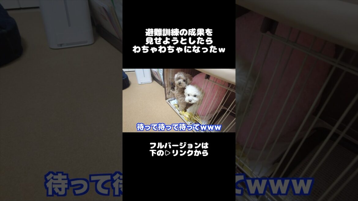 避難訓練の成果…？ #犬 #トイプードル #かわいい #トイプードルの虎太郎三桜 #癒し #といぷーどる #こたみお