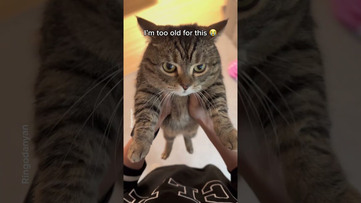 I feel like I'm going to die from being more dizzy than my cat😵‍💫 #shorts #cat #funny
