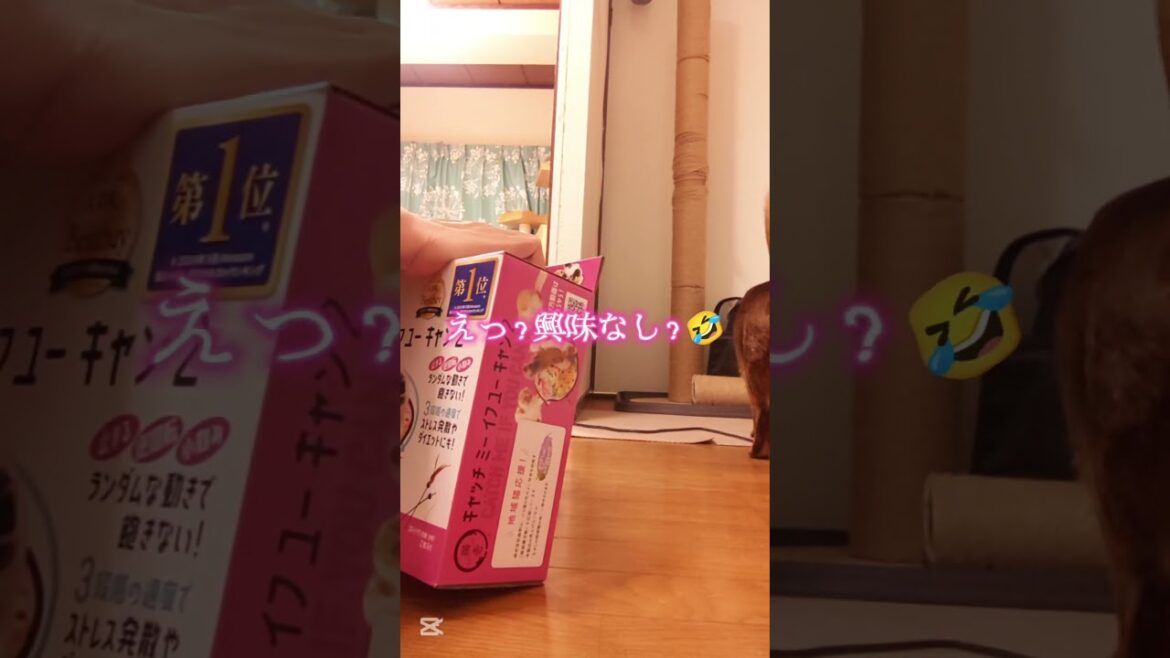 記憶（2025）アビシニアン🐾男の子❇️開封の儀