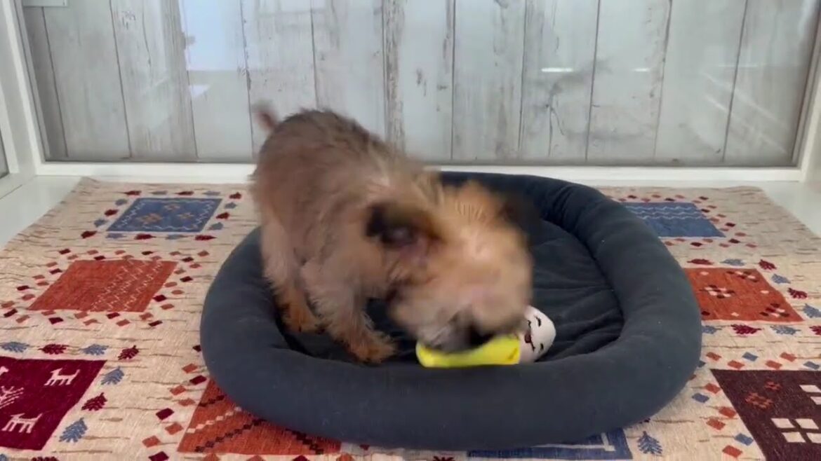 ブリュッセルグリフォン　男の子　2025/2/22生まれ