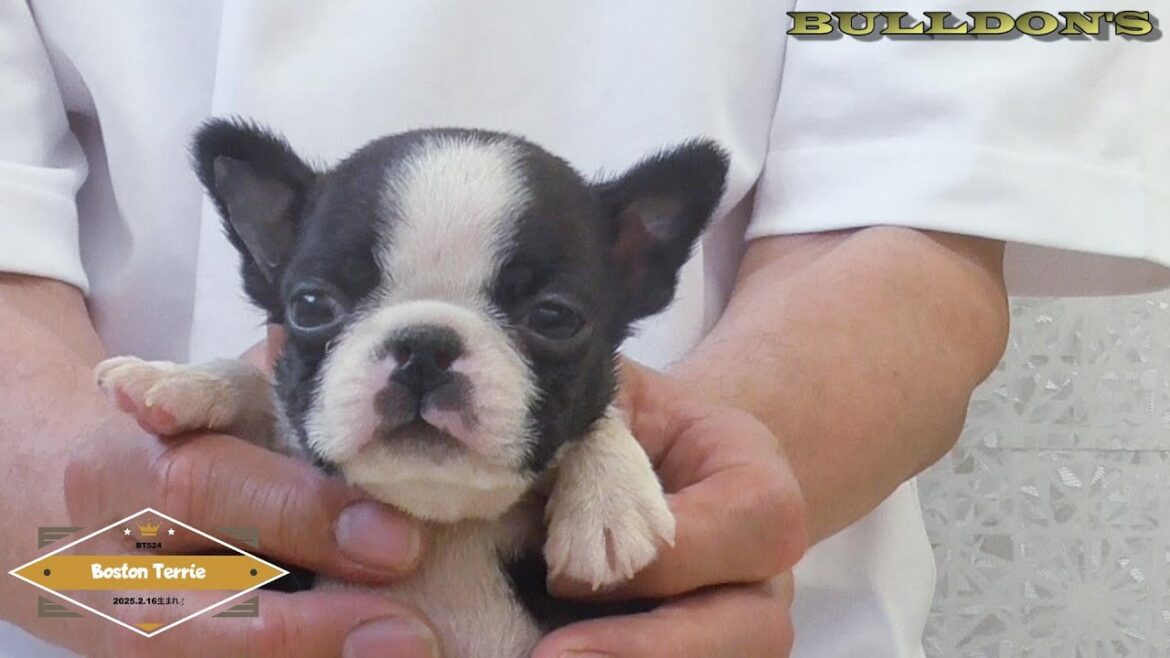 ☆ボストンテリア☆子犬☆ーブサカワ専門犬舎ーBULLDON'S