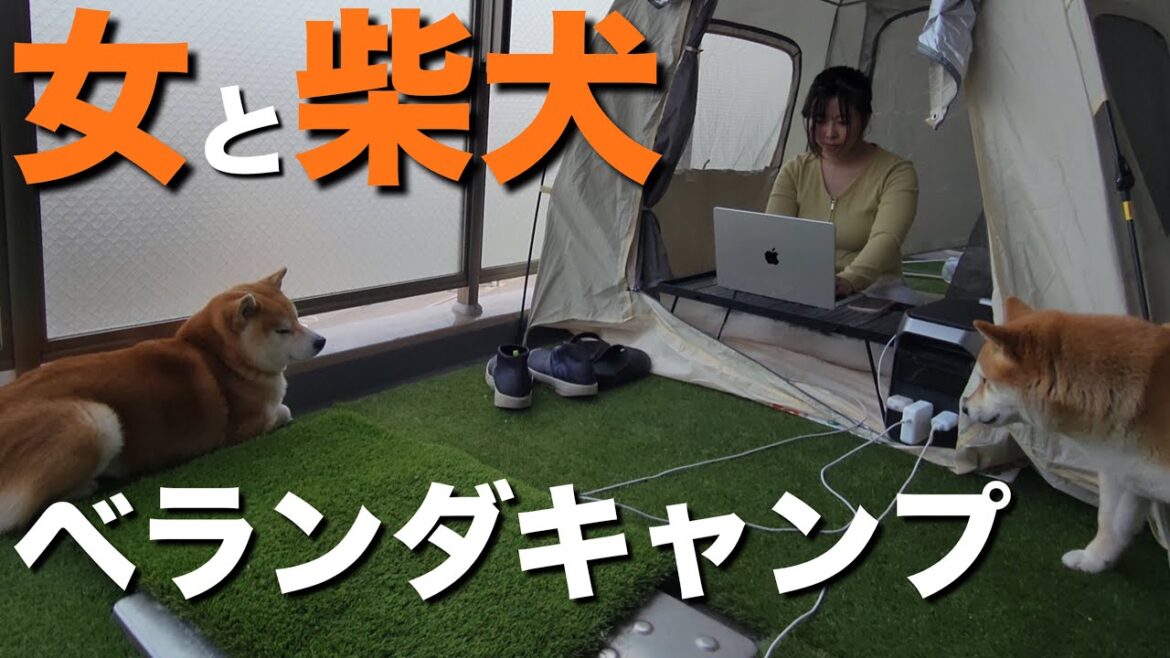 防災意識が芽生えた女、柴犬とベランダキャンプするもブチギレる