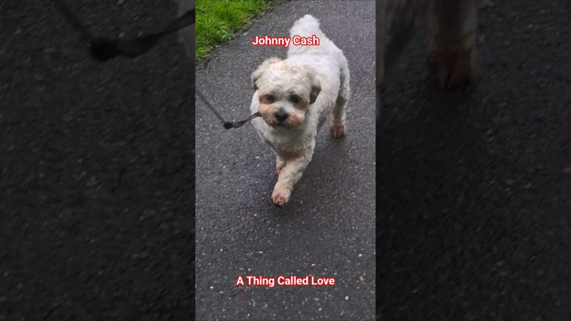 A Thing Called Love ❤️  It’s Milo 😍 A Thing Called Love ❤️  It's Milo 😍