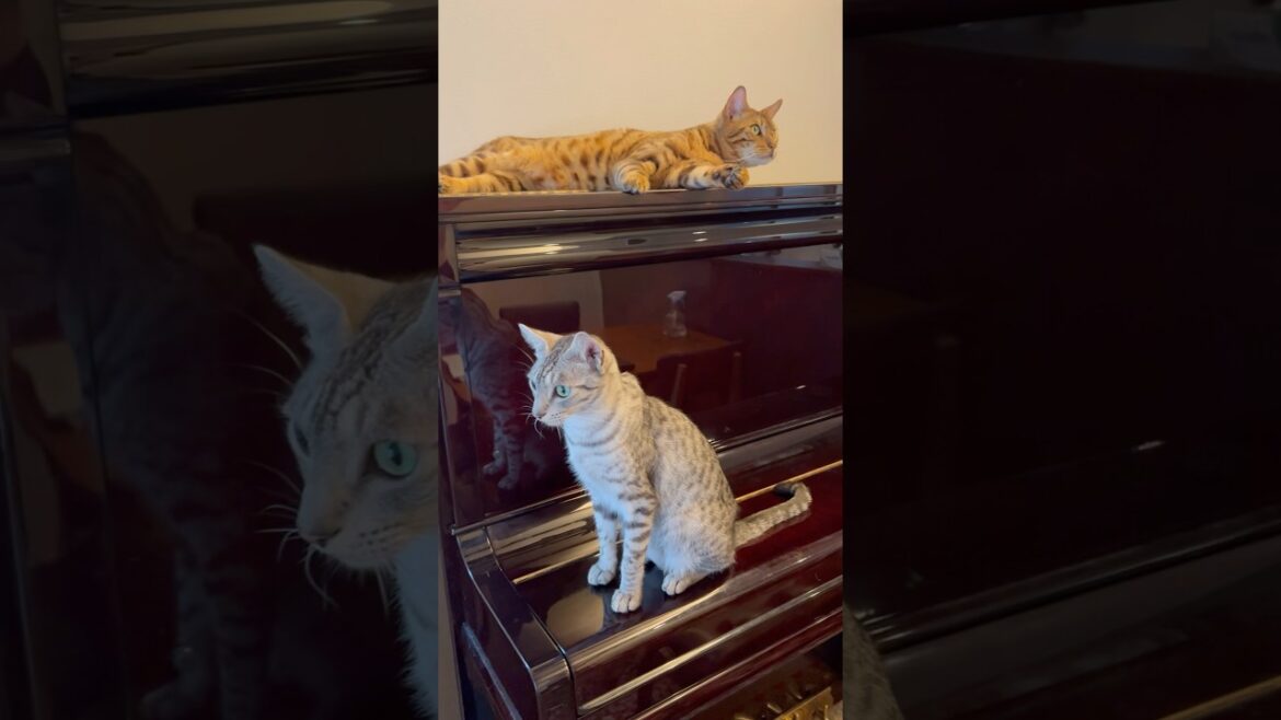 仲良くピアノの上で音楽聴いて寛ぐニャンズ🥰#癒し動画 #猫のいる暮らし #ocicat #bengalcat #ベンガル #cat #cute