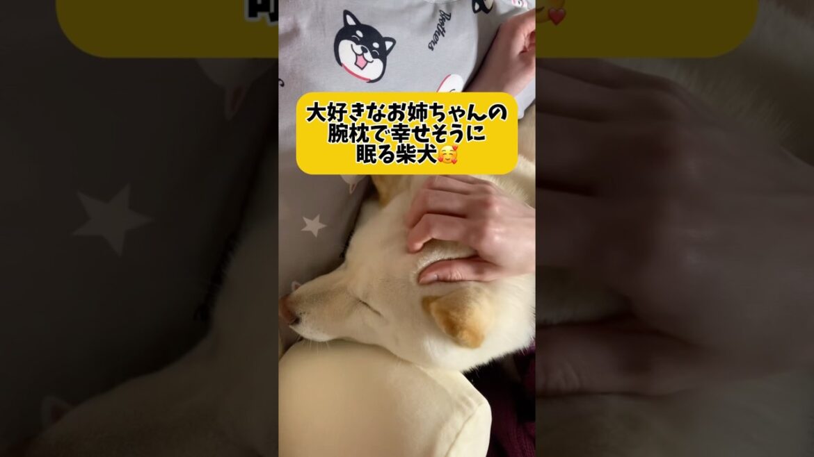 大好きなお姉ちゃんとの幸せな時間🥰　#shorts #柴犬 #犬 #dog