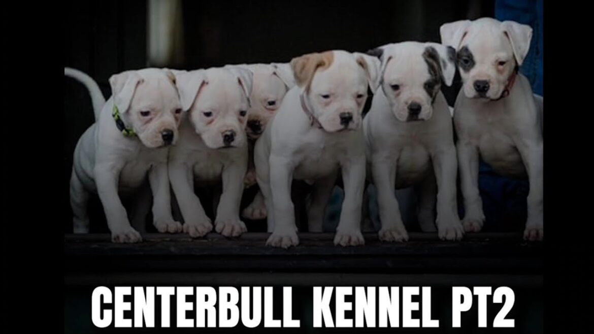 Inside a REAL American Bulldog Program PT 2: Justin Mckee of Centerbulls