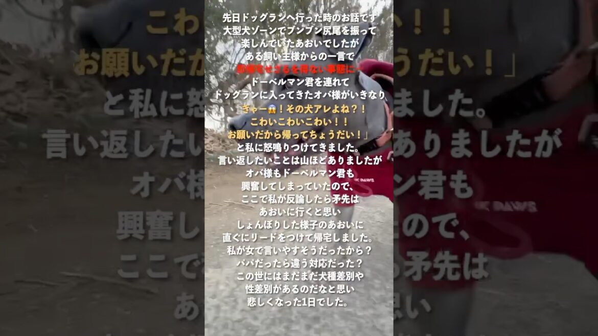 ドッグランでの悲しい出来事 #ピットブル #ドーベルマン #いぬのいる生活