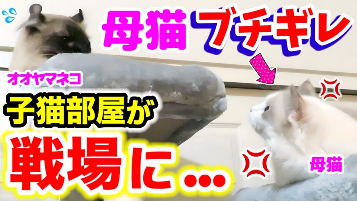子猫の危機！子を守るため母猫が…  #ラグドール #猫 #子猫