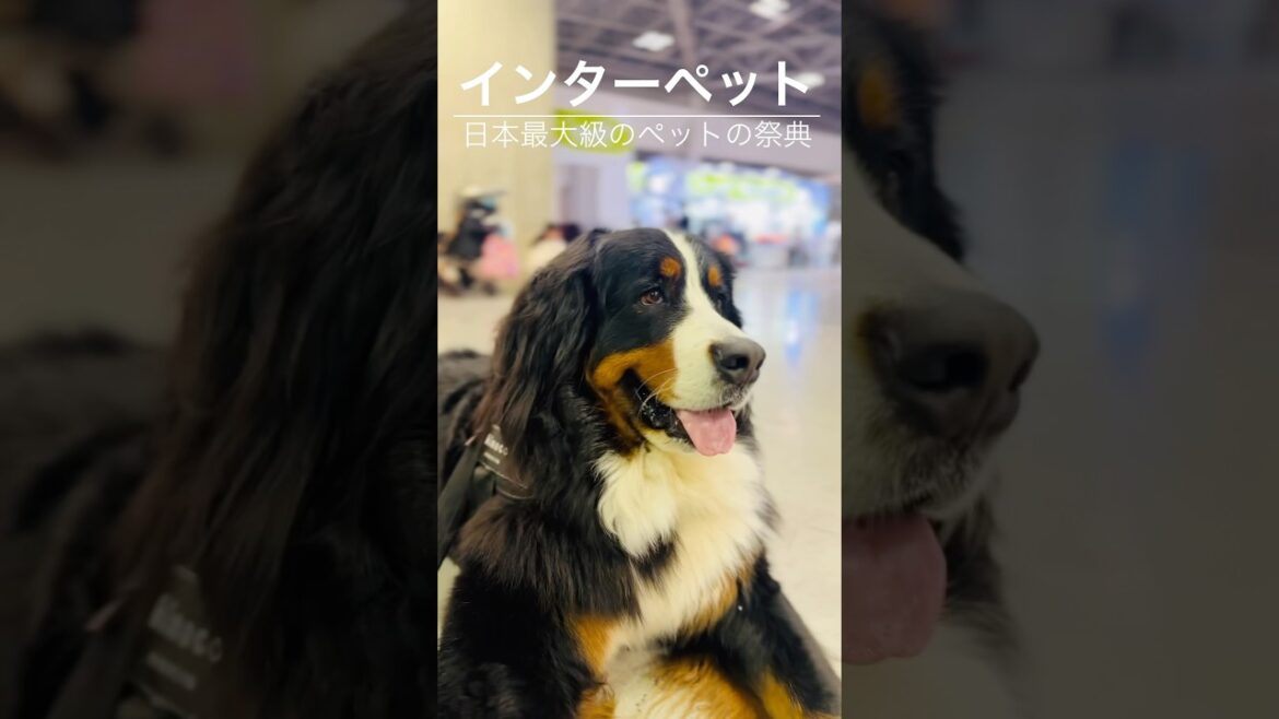初めてのインターペット‼️バーニーズと過ごすワクワクの1日🐾