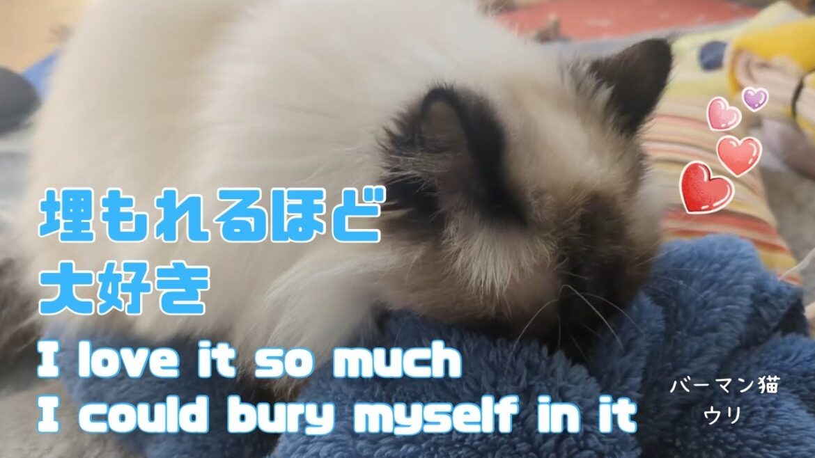 バーマン猫ウリ【埋もれるほど大好き】I love it so much I could bury myself in it（バーマン猫）Birman/Cat