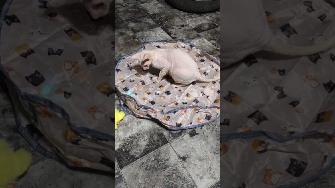 Carter Cat and an Interactive  Rolling Toy in a Crinkle Pouch  #cornishrex #catplaying #cats