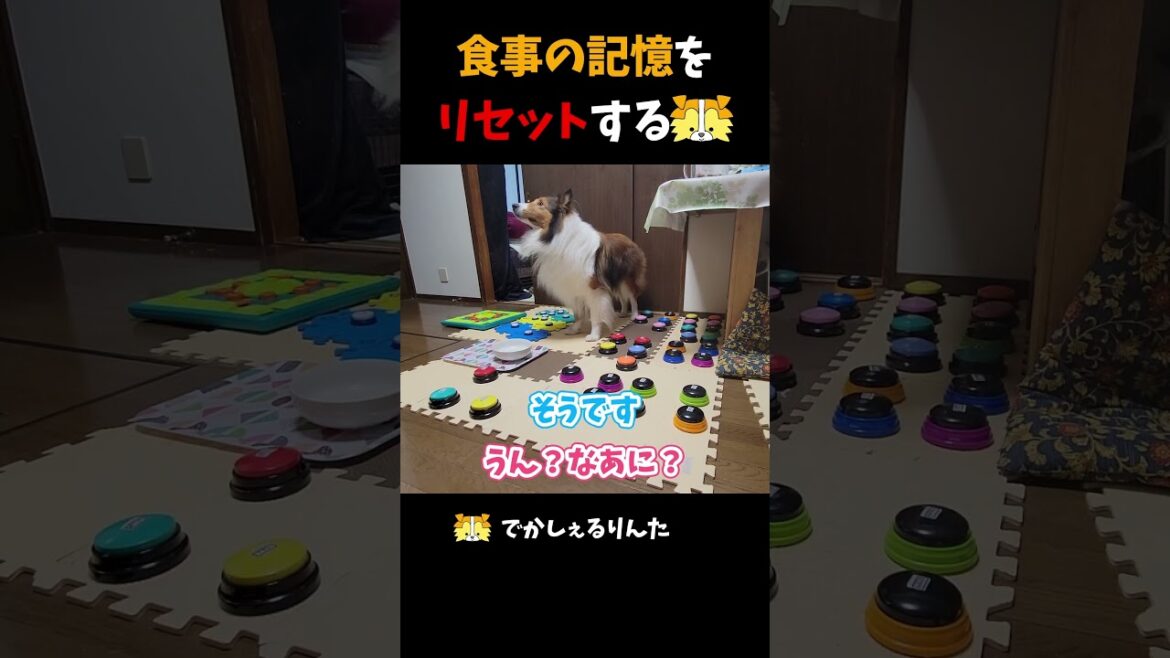 食事の記憶をリセットするシェルティ【会話ボタンでしゃべる犬】 #shorts #犬 食事の記憶をリセットするシェルティ【会話ボタンでしゃべる犬】 #shorts #犬