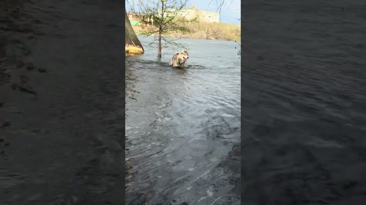 Watch This Husky's Wild River Adventure Today!