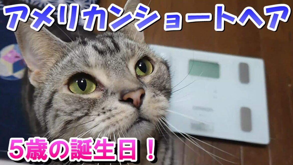 ソラさん５歳の誕生日！ちょっと太った？（アメリカンショートヘア）