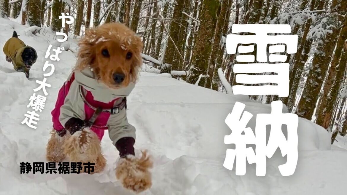 【スキー場・雪山編#9】雪納めで秘スポットに！　イングリッシュコッカースパニエル「みみ」 の気持ち