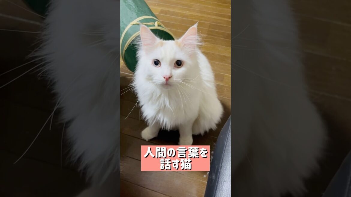 日本語を話す猫 #shorts #猫 #猫のいる暮らし #ラガマフィン