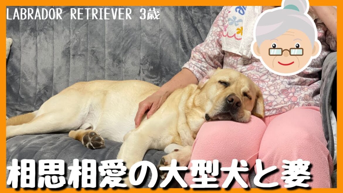 【ラブラドールレトリーバー】相思相愛の大型犬と婆　世界で一番ばぁばが好き