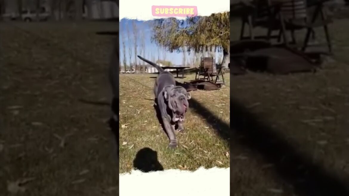 World's Biggest Dog   Mastino Napolitano   #shorts