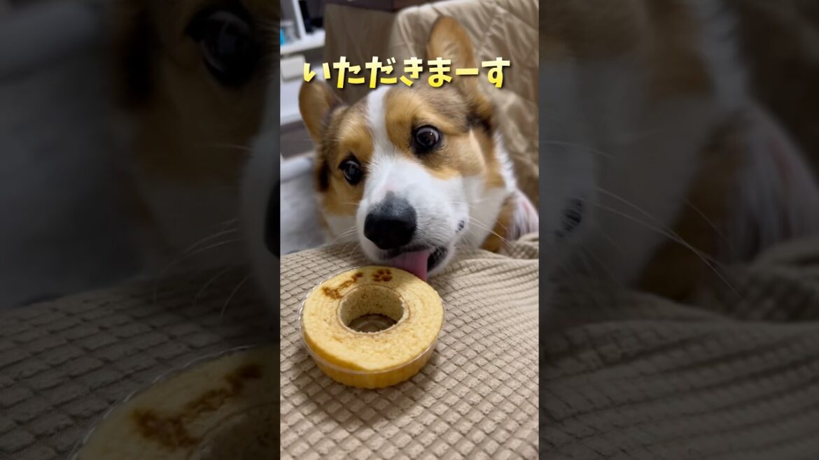 バームクーヘンを食べるコーギー　#corgi #コーギー #コーギーのいる暮らし #dog #マメノキドッグパーク